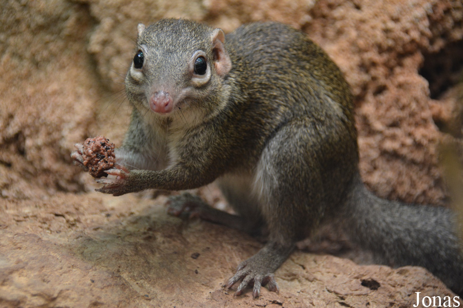 Tupaia belangeri