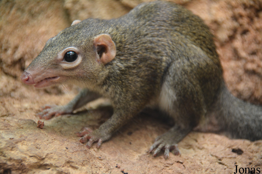 Tupaia belangeri