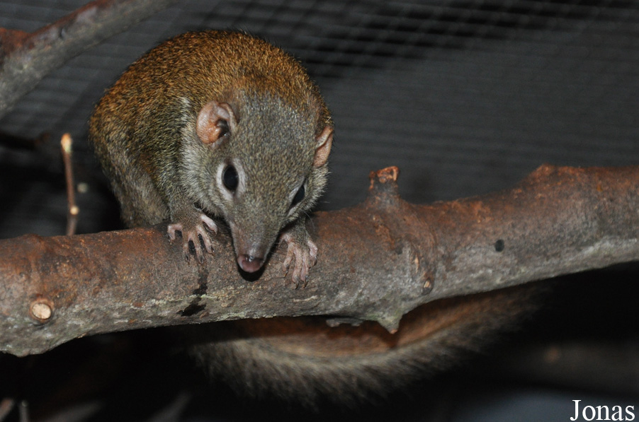 Tupaia glis
