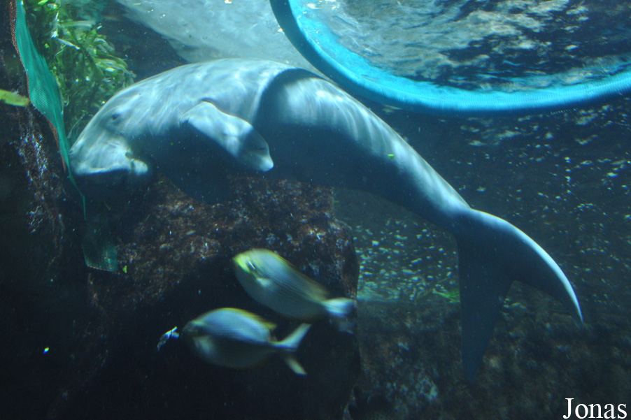 Dugong dugon