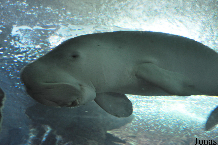 Dugong dugon