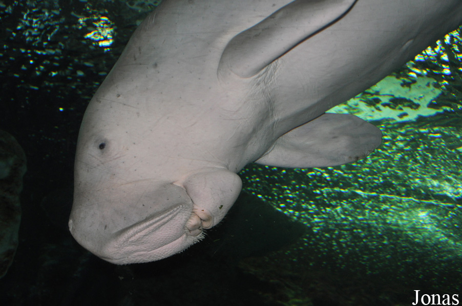 Dugong dugon