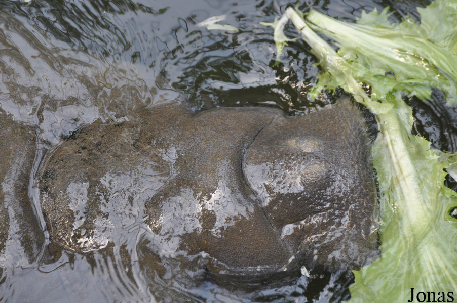 Trichechus manatus