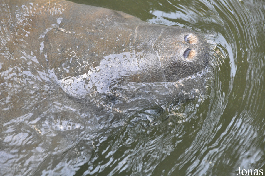 Trichechus manatus
