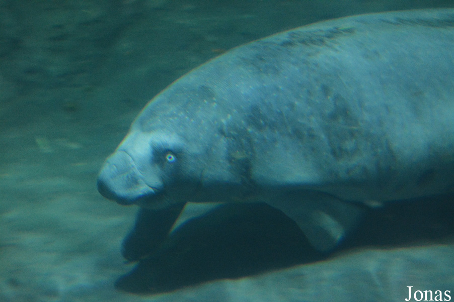 Trichechus senegalensis