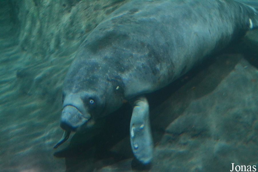 Trichechus senegalensis