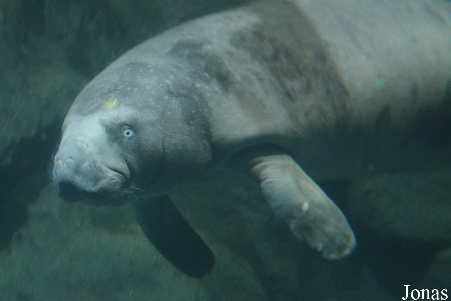 Trichechus senegalensis