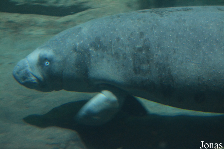 Trichechus senegalensis