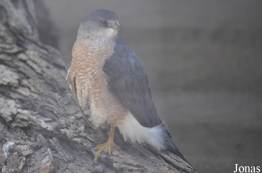 Accipiter cooperii