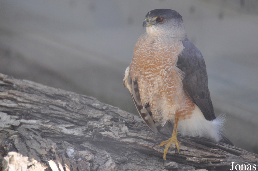 Accipiter cooperii