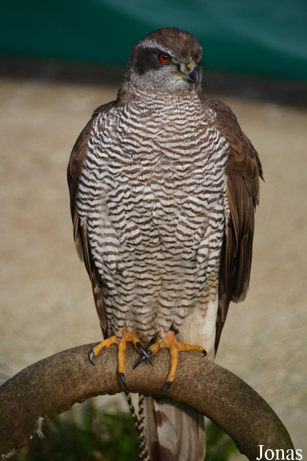Accipiter gentilis