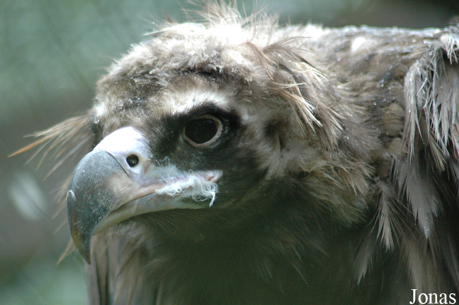 Aegypius monachus