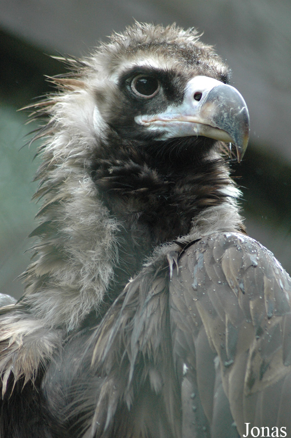Aegypius monachus