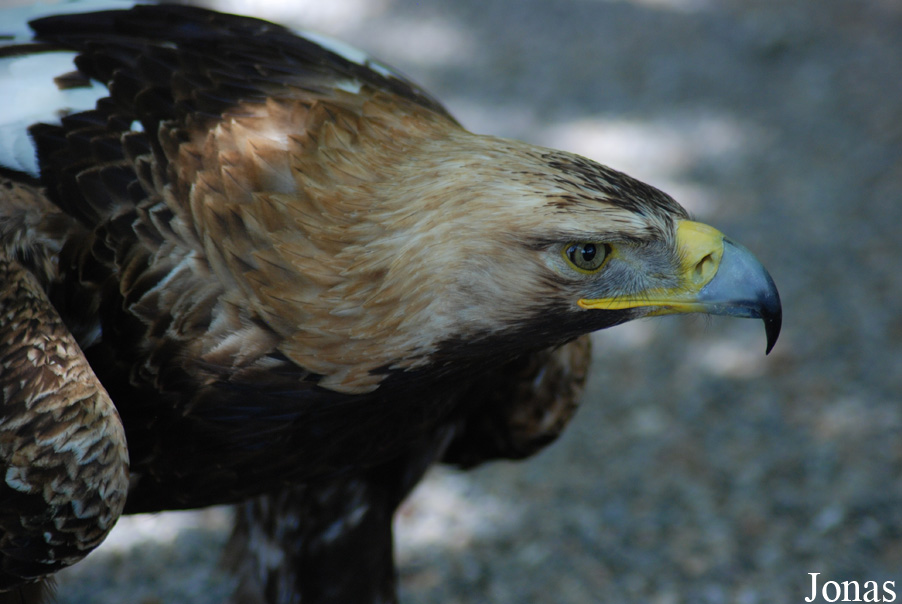 Aquila adalberti