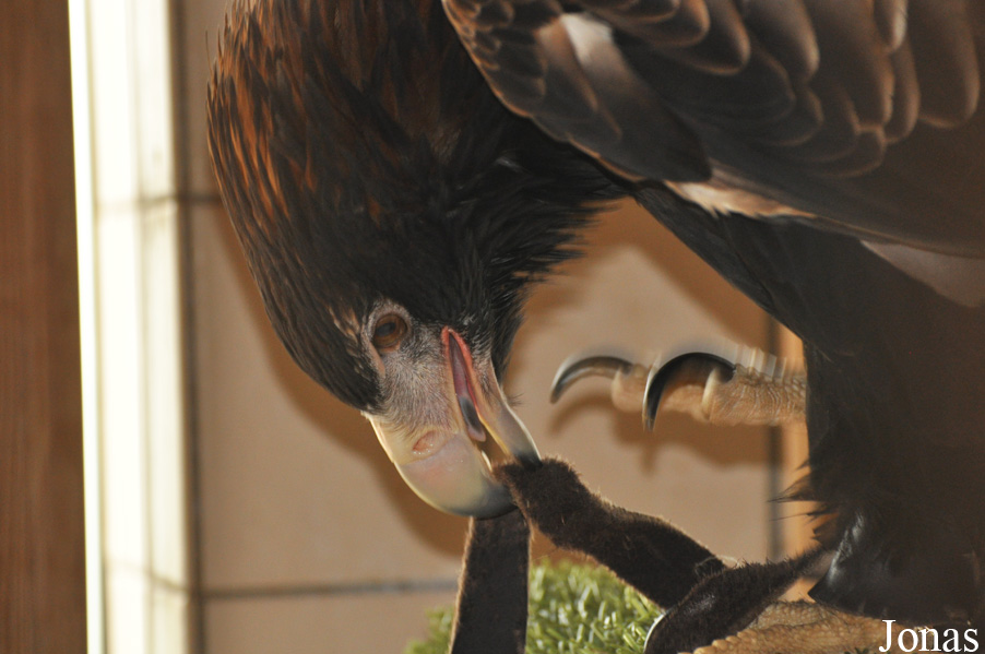 Aquila audax