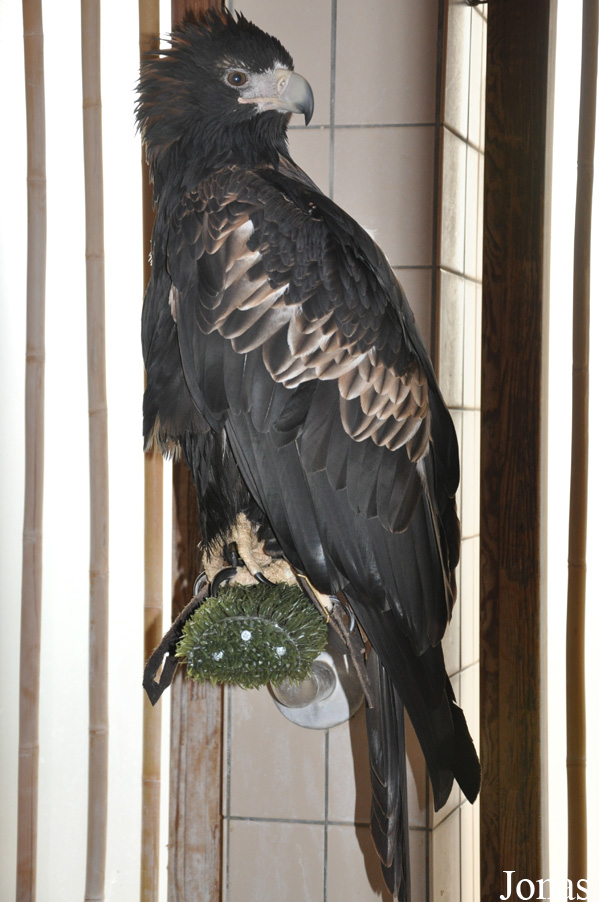 Aquila audax