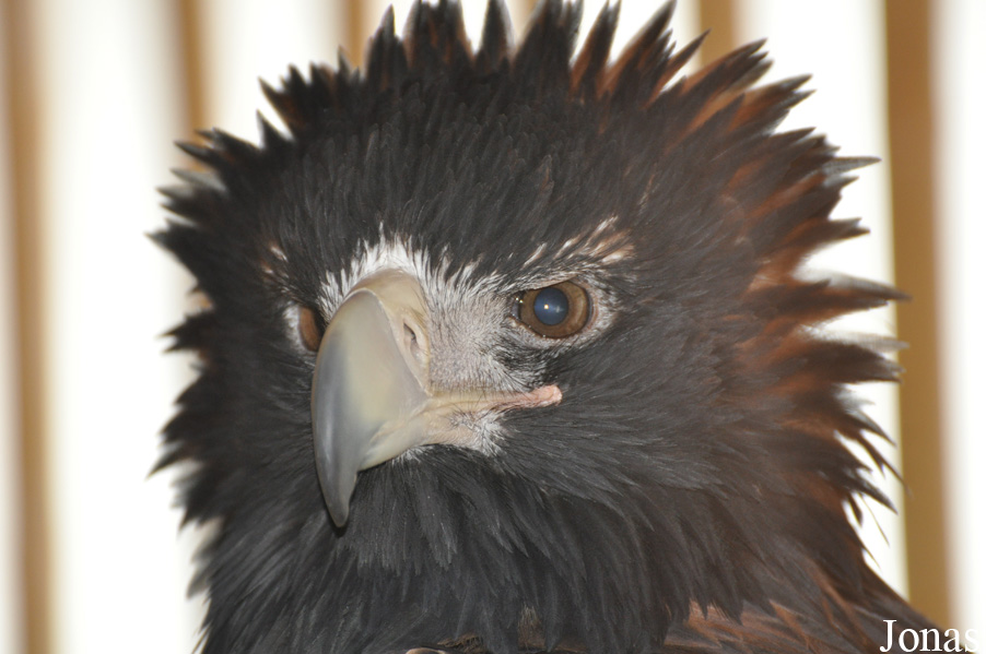 Aquila audax