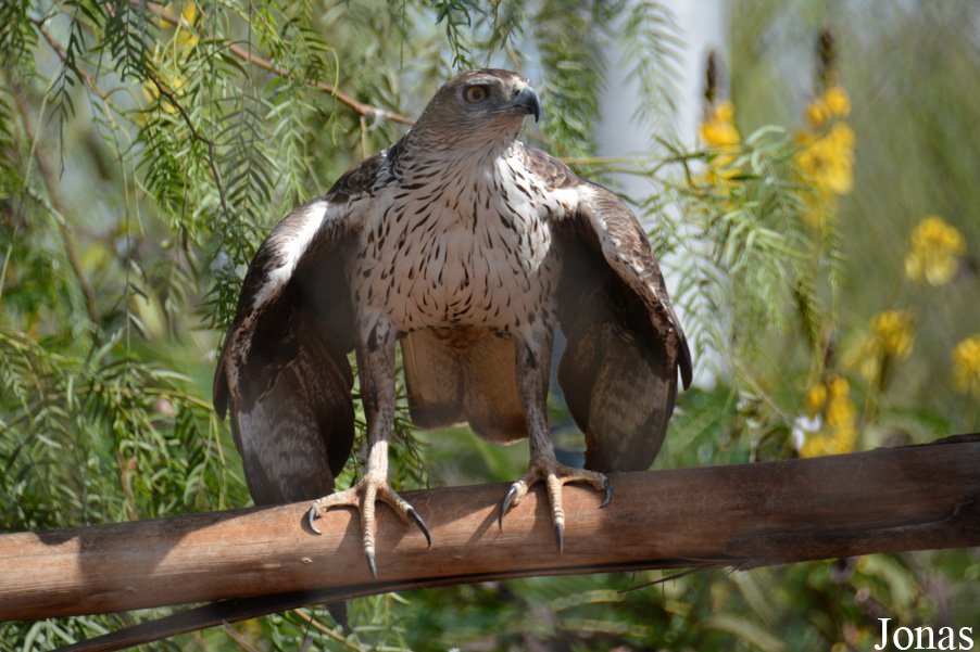 Aquila fasciata