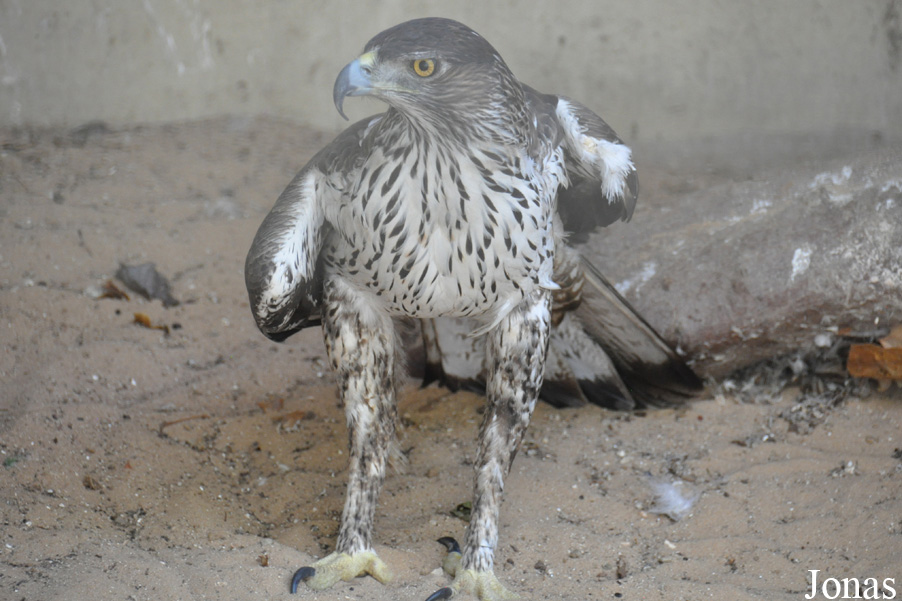 Aquila fasciata