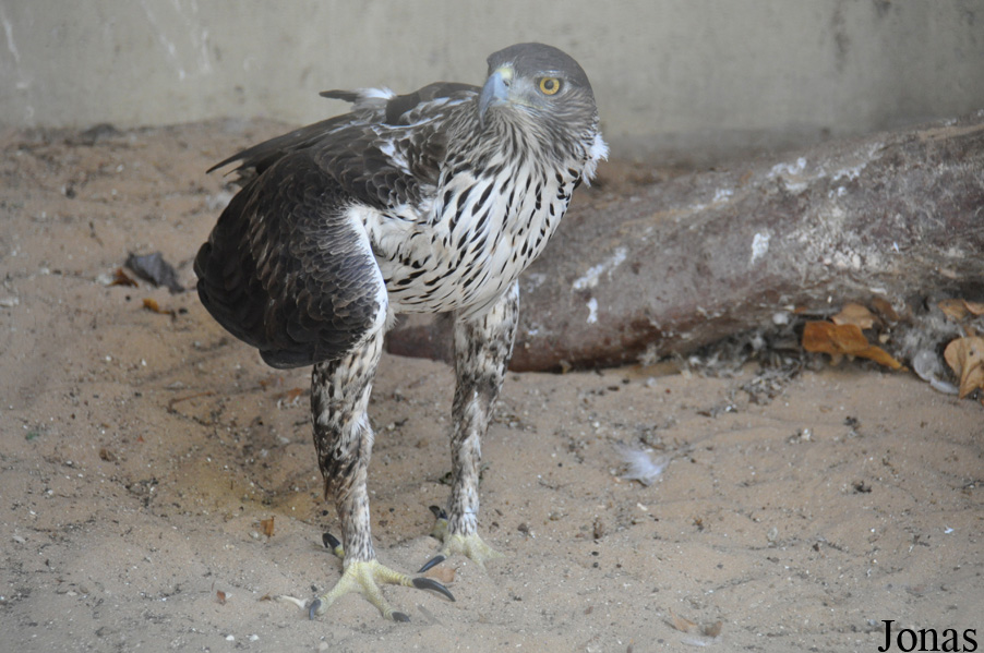 Aquila fasciata