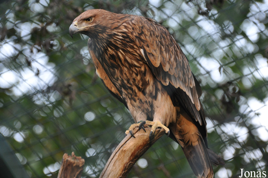 Aquila heliaca