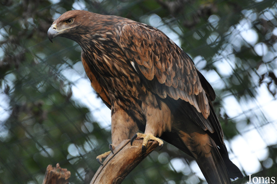 Aquila heliaca
