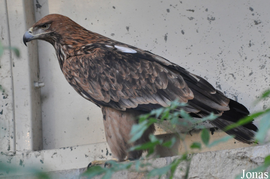 Aquila heliaca