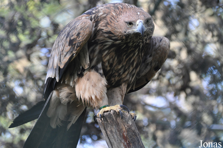 Aquila heliaca