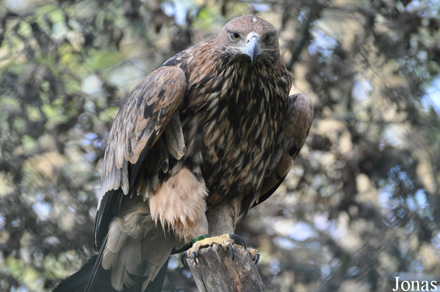 Aquila heliaca