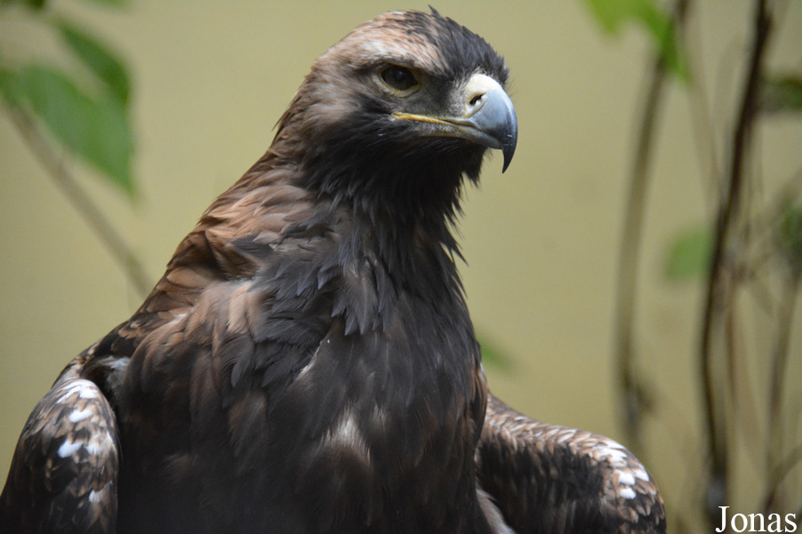 Aquila heliaca