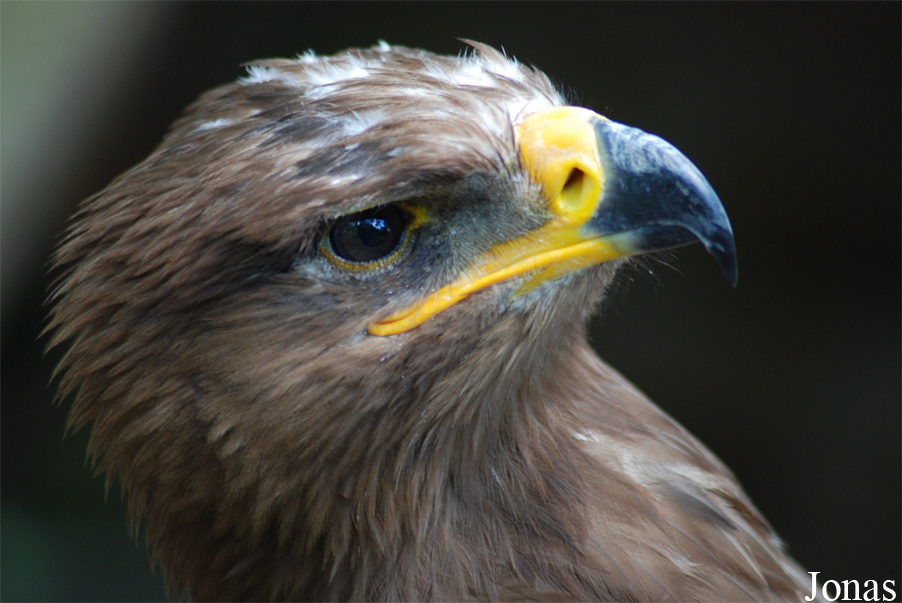 Aquila nipalensis