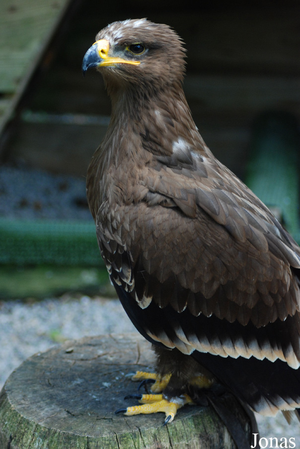 Aquila nipalensis