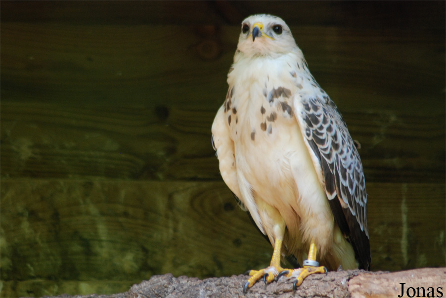 Buteo buteo