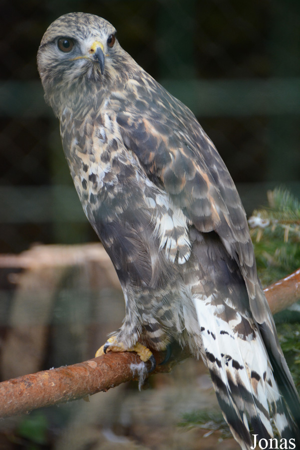 Buteo lagopus