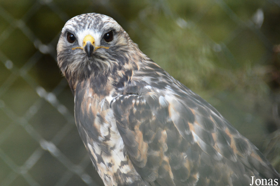 Buteo lagopus