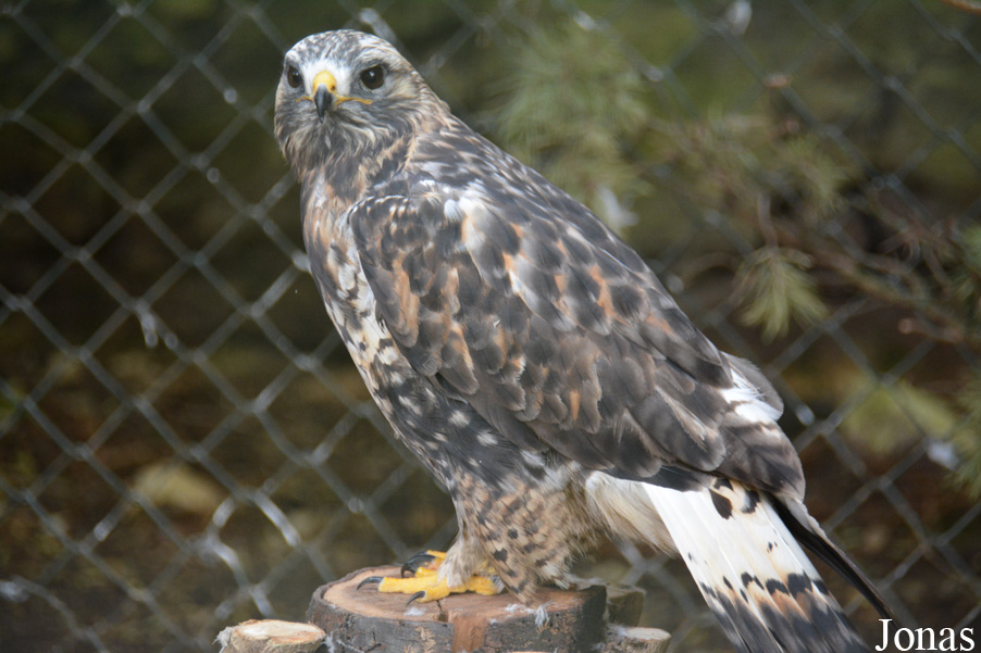 Buteo lagopus