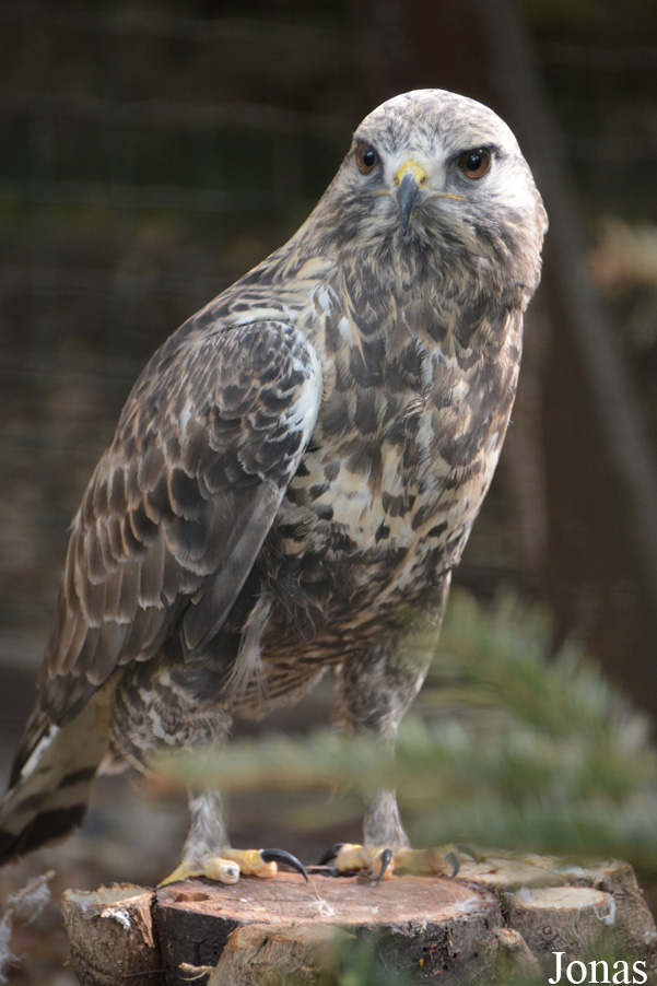 Buteo lagopus