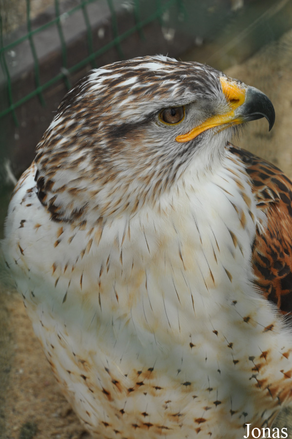 Buteo regalis