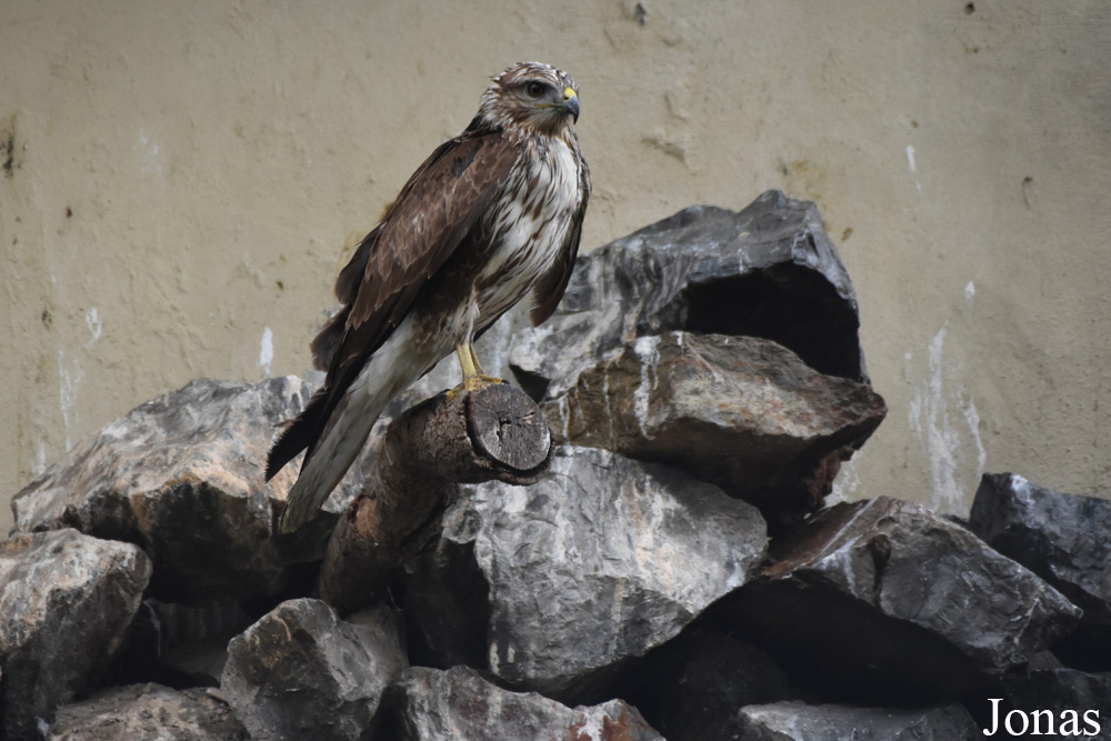 Buteo rufinus