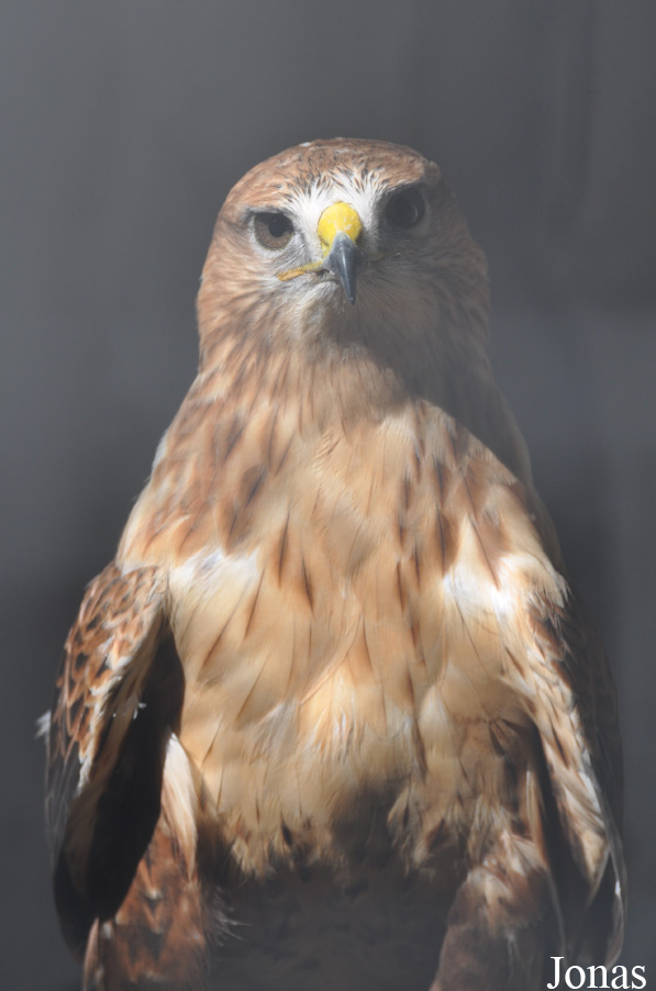 Buteo rufinus