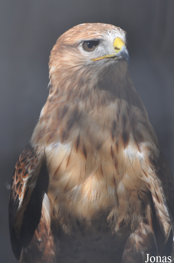 Buteo rufinus