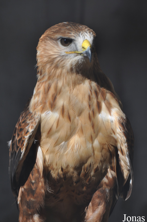 Buteo rufinus