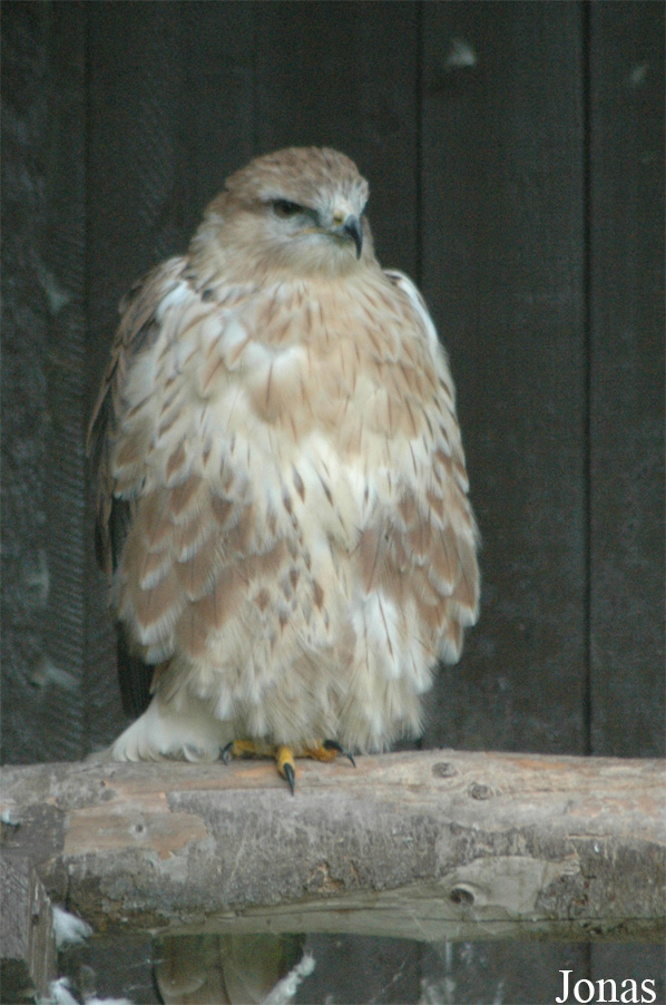 Buteo rufinus