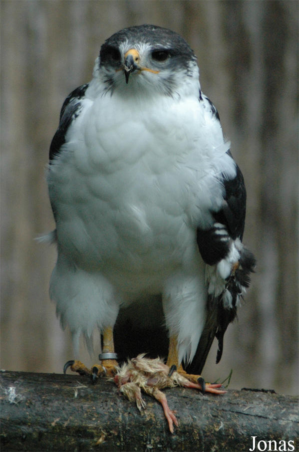 Buteo rufofuscus