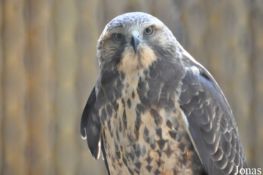 Buteo swainsoni