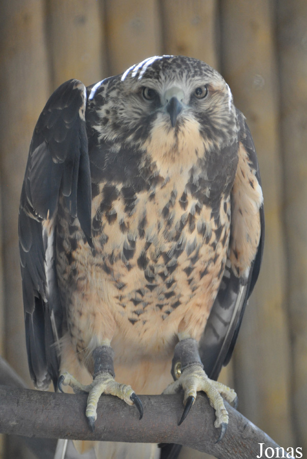 Buteo swainsoni