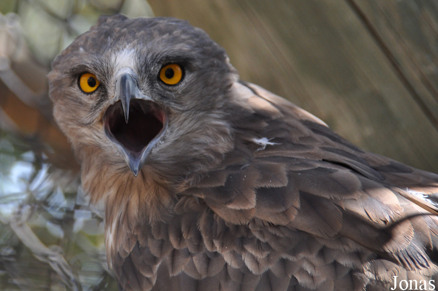 Circaetus gallicus