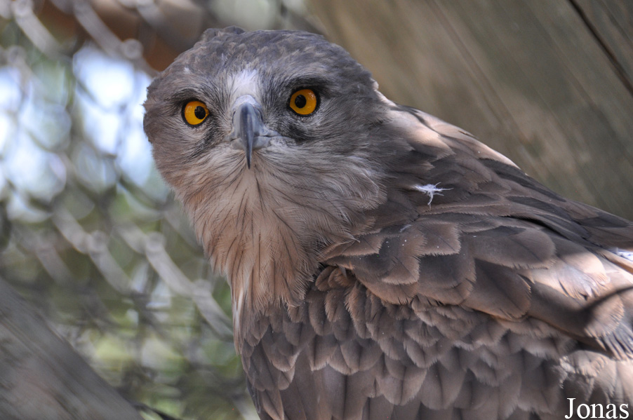 Circaetus gallicus