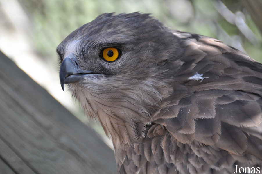 Circaetus gallicus