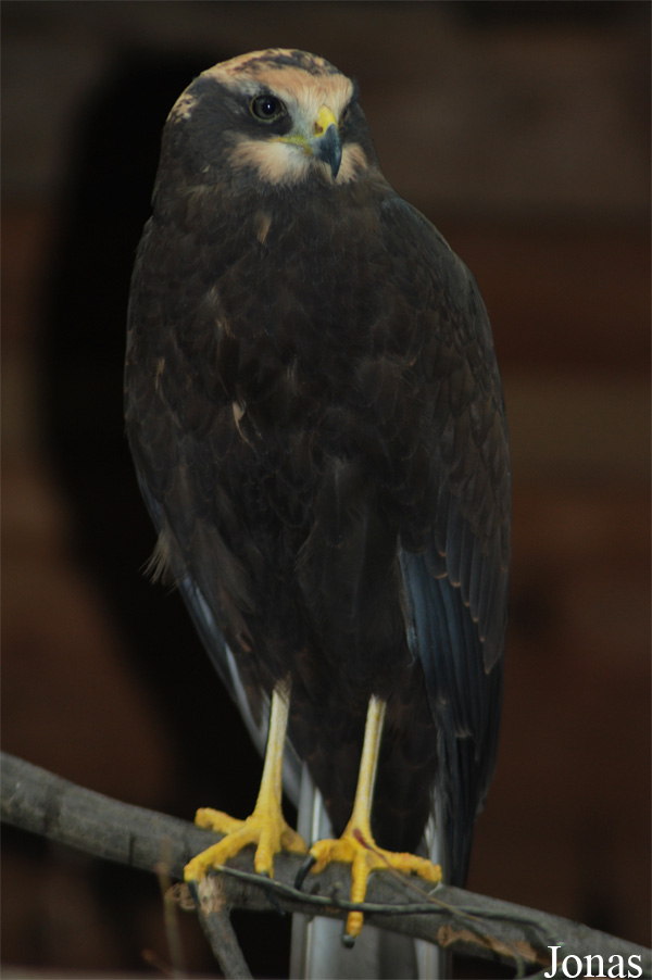 Circus aeruginosus aeruginosus